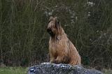 BRIARD 266